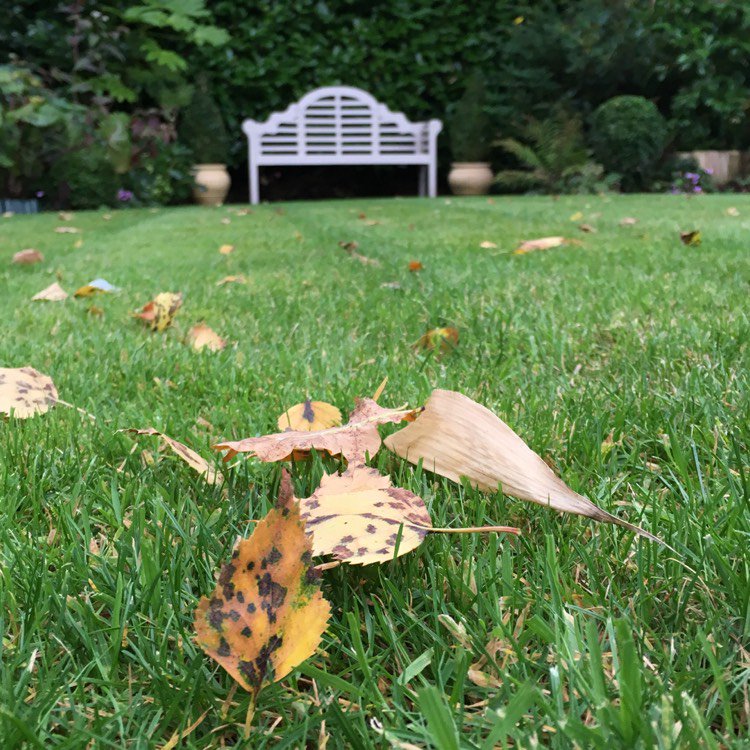 micthegardener's tweet photo. #firstsignsofautumn Leaves beginning to fall.... via @gardentags https://t.co/FEo3zWyaip