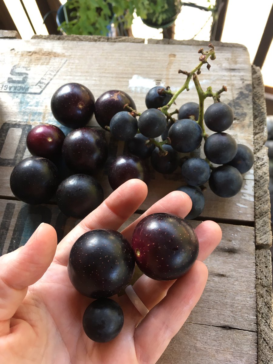 SWVA_coalfields's tweet photo. There's grapes & then there's GRAPES. Thought they were plums at first. #locallygrown #poundVA https://t.co/JB1DxICWQy