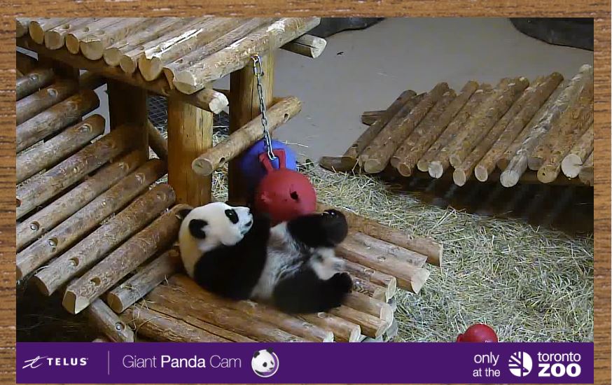 TheTorontoZoo's tweet photo. Spotted on the @TELUS Giant Panda Cam πΌπ #TOPandaCam https://t.co/zVOKkMc32g https://t.co/6j0NMGzOpe