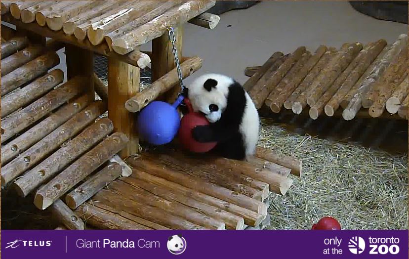 TheTorontoZoo's tweet photo. Spotted on the @TELUS Giant Panda Cam πΌπ #TOPandaCam https://t.co/zVOKkMc32g https://t.co/6j0NMGzOpe