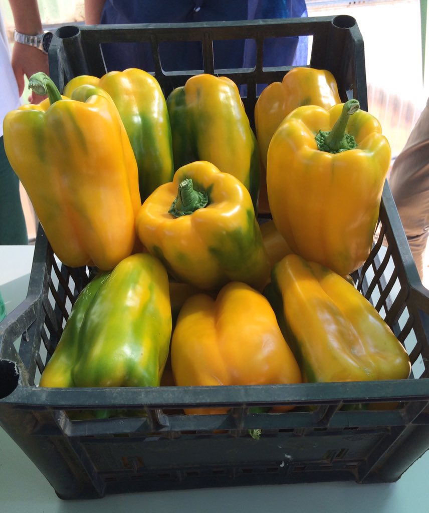 jennaoesch's tweet photo. Amazing vegetables in Italy! https://t.co/EMmvnmA23y