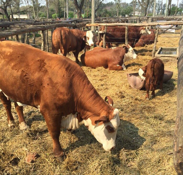 cabanapilaga's tweet photo. Imagen del Trío de Vaquillas Campeonas, de las cuales una obtuvo el Res. Campeón Individual en la #ExpoMercedes 2016 https://t.co/I8kLeUedlC