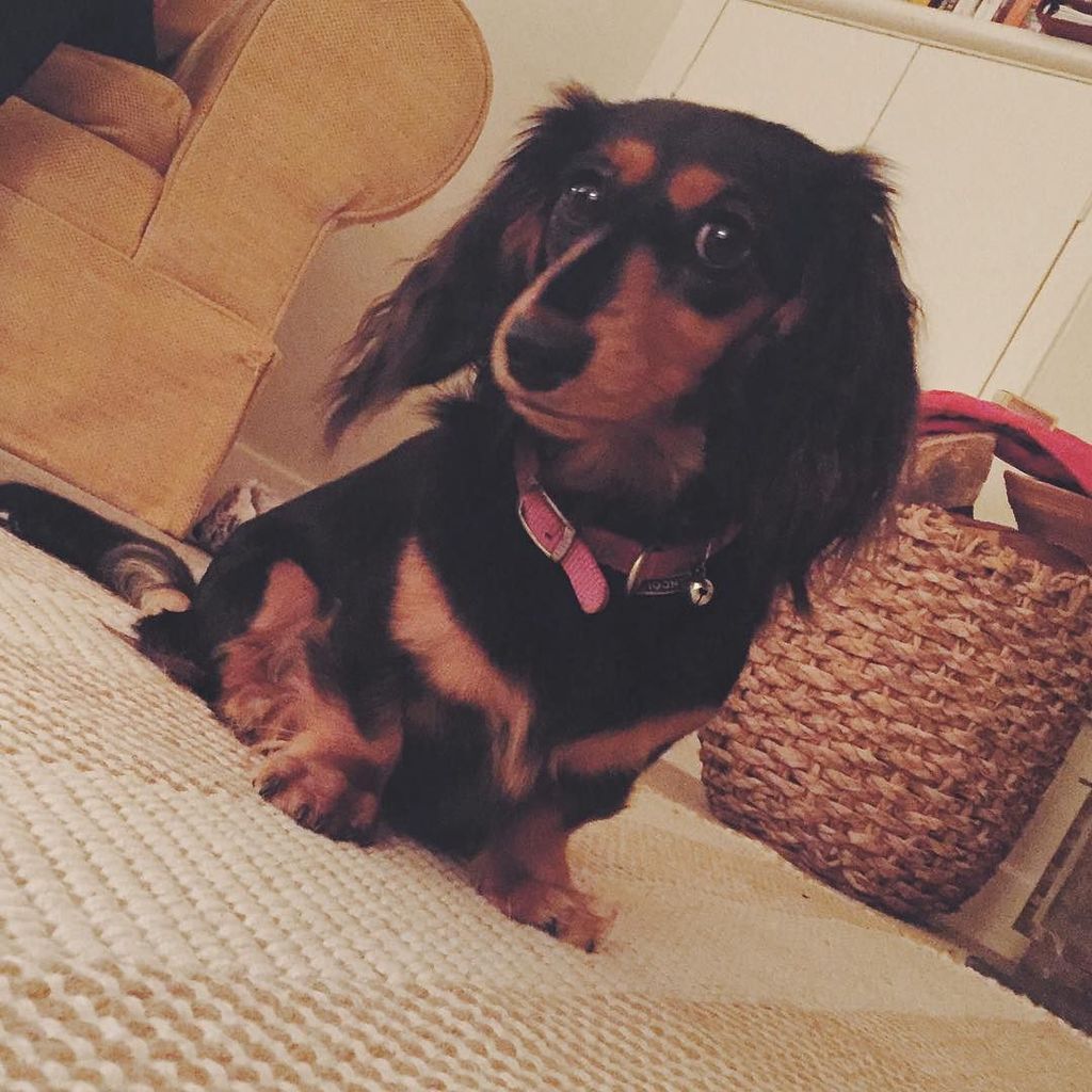 ratchpatch's tweet photo. The perks of Mama's friend visiting - Beanie. #lowrider #dauschund #dogs #dogsofinsta #vsco #vscocam #vscodogs https://t.co/zYKr6waXiV