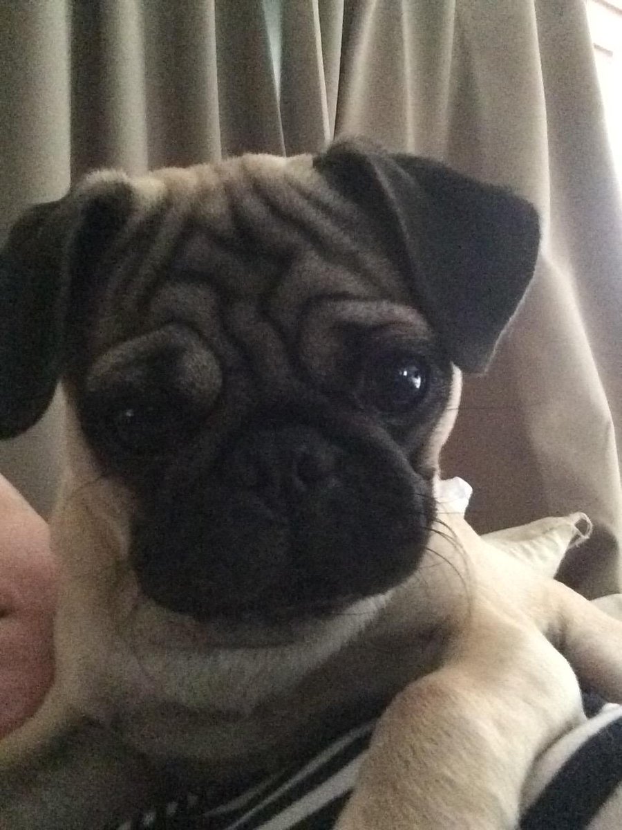 picsofpugs's tweet photo. I ask Wife for PuppyGrams when I'm having crazy days at work #pug #pugs #puglife https://t.co/gH8R0Zxrtb