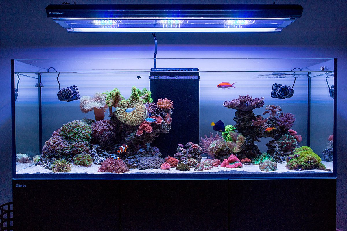 Bulkreefsupply Com Beautiful Thread And Beautiful Light Tankspiration Via Reef2reef T Co Dpbqboc06v Bulkreefsupply Com Beautiful Thread And Beautiful Light Tankspiration Via Reef2reef T Co Dpbqboc06v