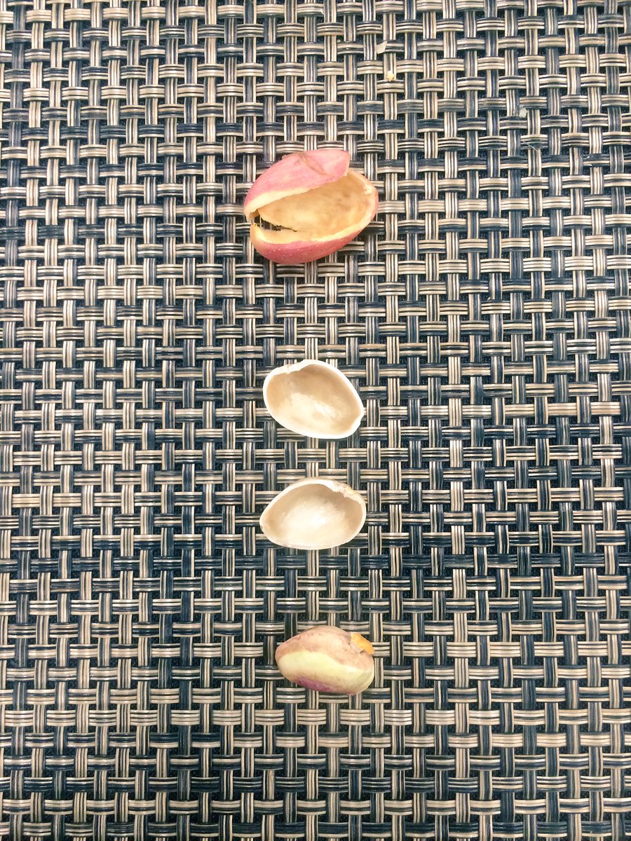 portableAngela's tweet photo. A #pistachio tree takes 7 years to bloom// un árbol de #pistachos  se demora 7 años en dar fruto #wonderfulharvest https://t.co/015vbYaXfk
