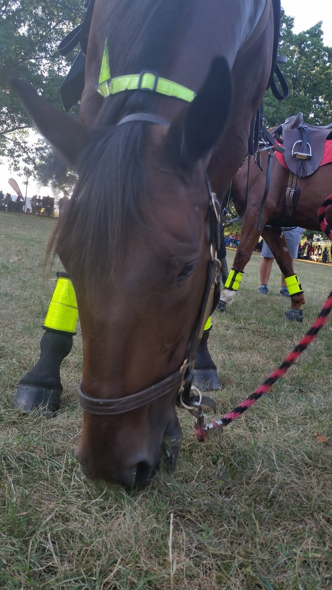 snoooooooooot's tweet photo. Horses and dogs. #cdcommunityday #rutgers https://t.co/2dWbiOELV5