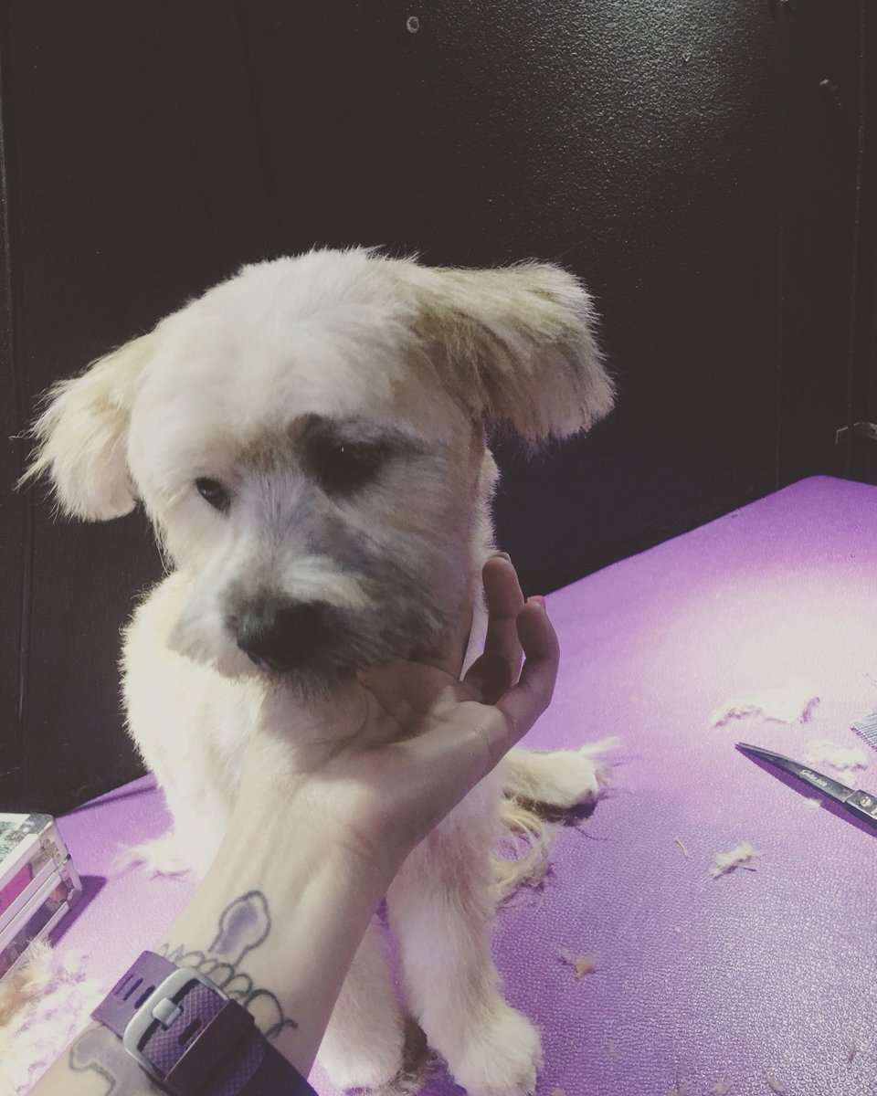 HMPSALON's tweet image. #puppy