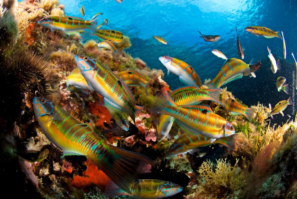 The Ocean Project tweet media