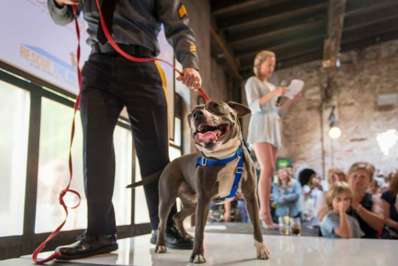 ‘Rescue the Runway’ Promises Smooches, Hunky Firemen and Adorable Pups cc: <a href="/RescueTheRunway/">Rescue The Runway</a> thisdogslife.co/rescue-the-run…