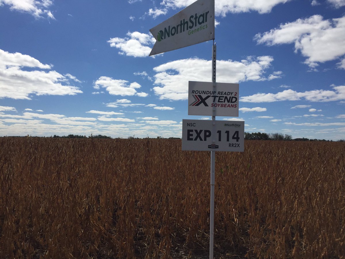 NSGeneticsCA's tweet photo. NSC EXP114 RR2X very clean and ready to harvest east of Reston MB with great pod set! #igrowbeans #xtend https://t.co/b6aUXQtbm4