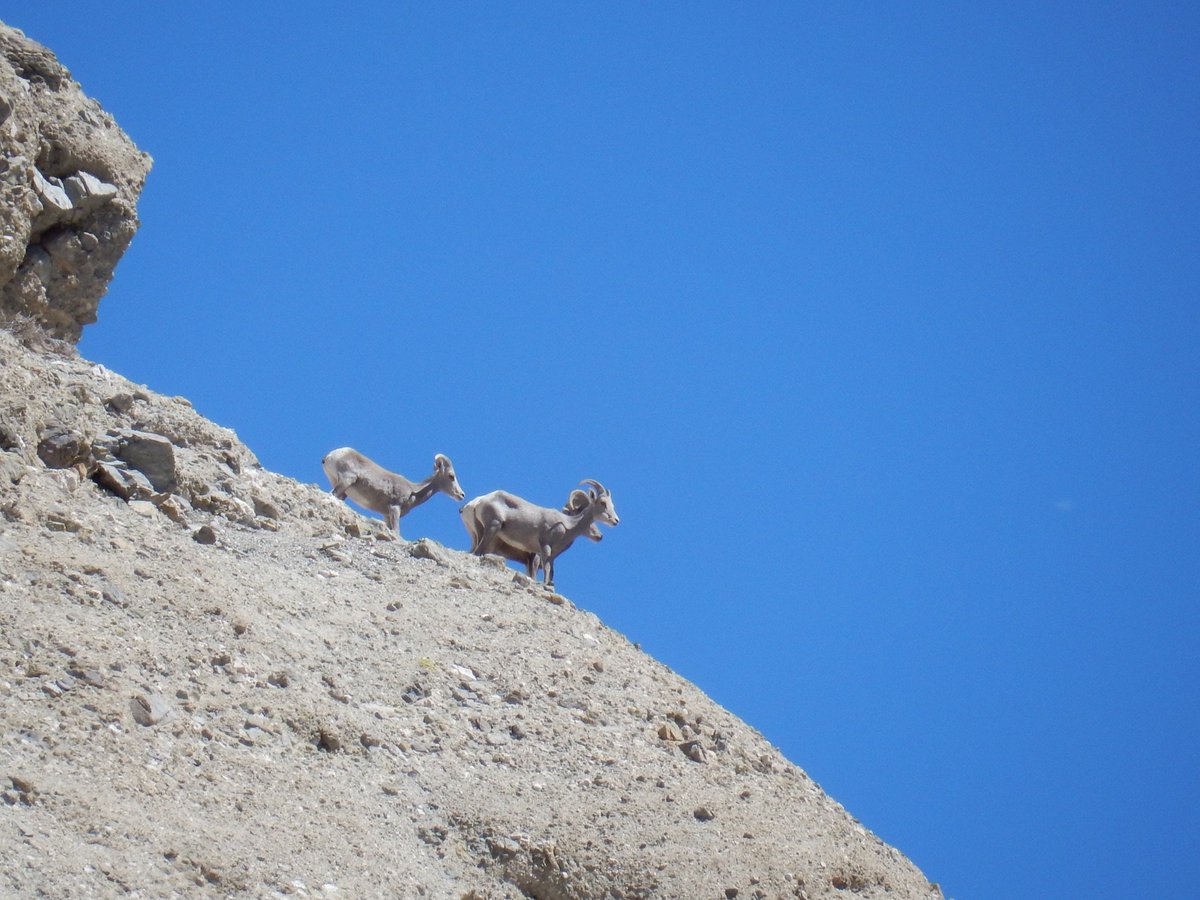 s1robparker's tweet photo. Eucaterva variaria cocoon and Desert Bighorn Sheep on the same #CalNat2016 field trip.  Thanks @CANaturalist! https://t.co/9BrvIXxu1z