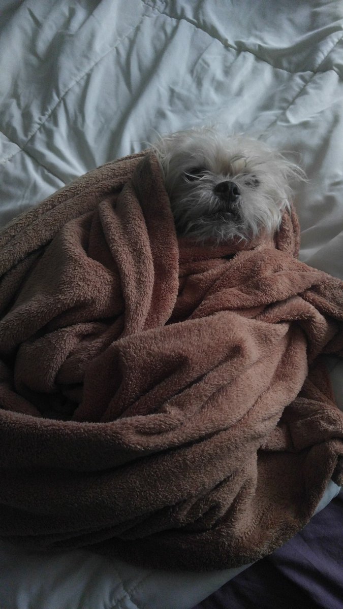 GizmoIsSleepy's tweet photo. I'm back...and so is bundle-up season. 
❄🐶❄ https://t.co/NRkvSqimoc