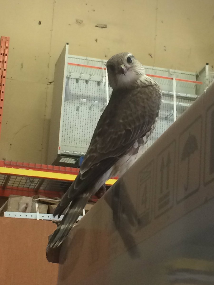 CalgarySweets's tweet photo. We had a visitor in our receiving department! #wildlife #homedepot https://t.co/7jfF4mxMvH