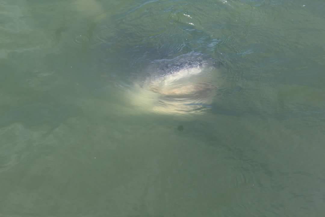 chesapeakebay's tweet photo. Whoa! #Shark spotted in Tangier Sound! #ChesBay https://t.co/oD1IHfyr4S