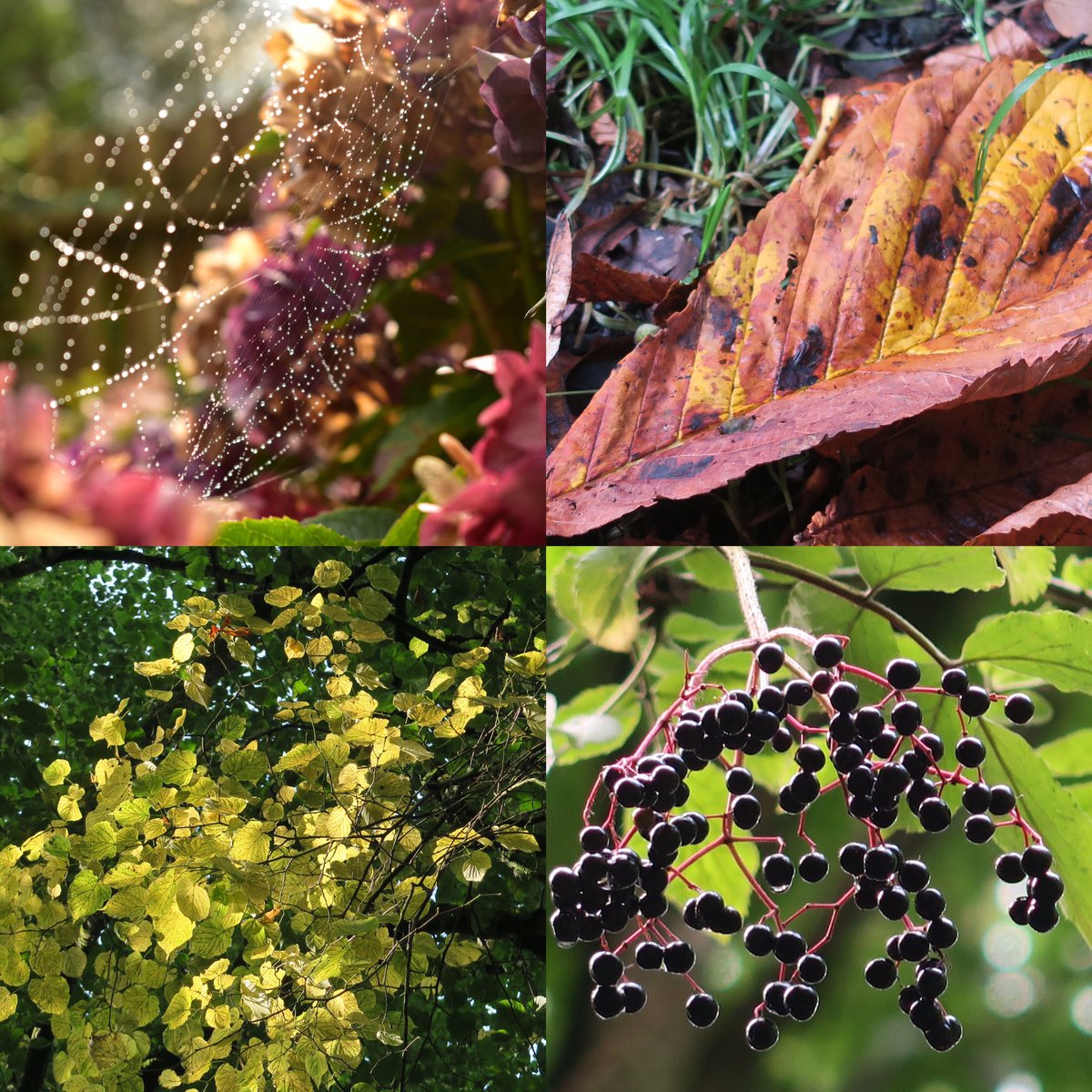 RachelBurch2's tweet photo. Traces of Autumn today in Tavistock #Devon https://t.co/27pyQuN707
