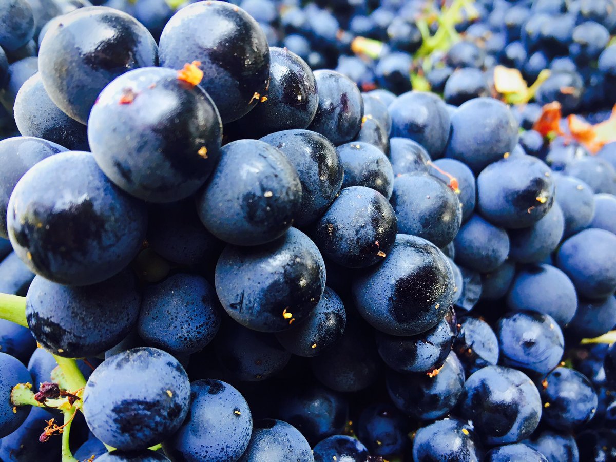 PragerPort's tweet photo. We picked 5 tons of Petite Sirah this morning. Did you know that Petite Sirah can age gracefully for over 25 years 👌 https://t.co/zBpoLCieb9