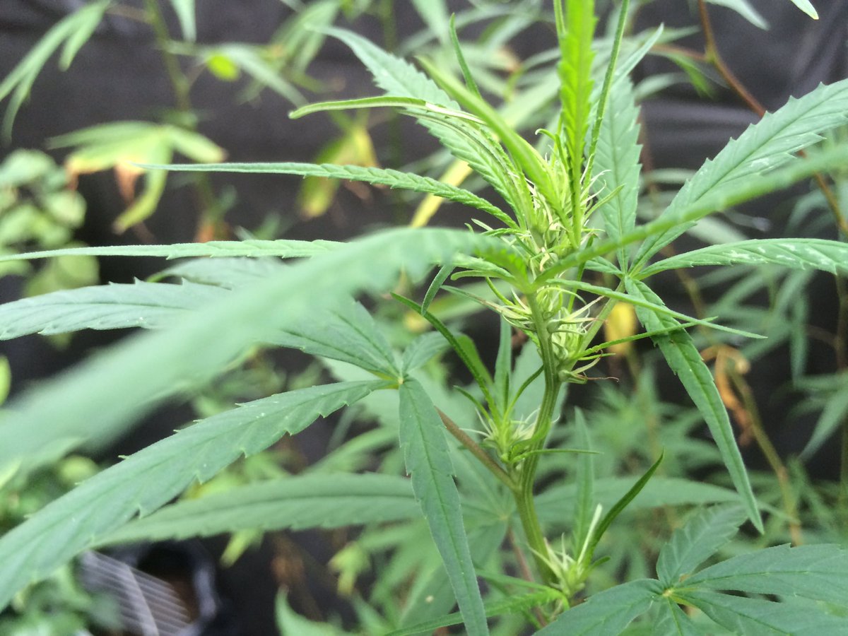 Aggrowvators's tweet photo. Buds startin #Sativa #waKenbaKe #RiseNpine #Texas #California #Hightimes https://t.co/z463t14rpb
