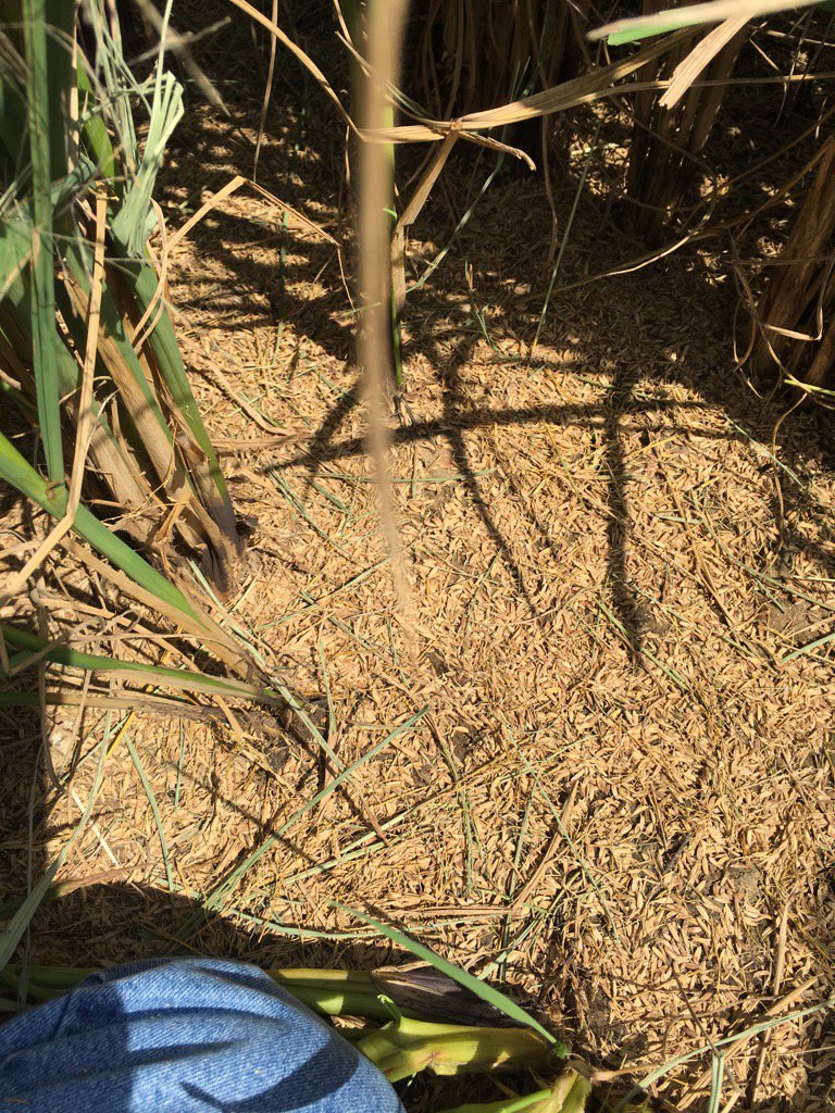 rmazzanti's tweet image. #Rice Blanks behind the combine. This many equates to 36 bu/ac