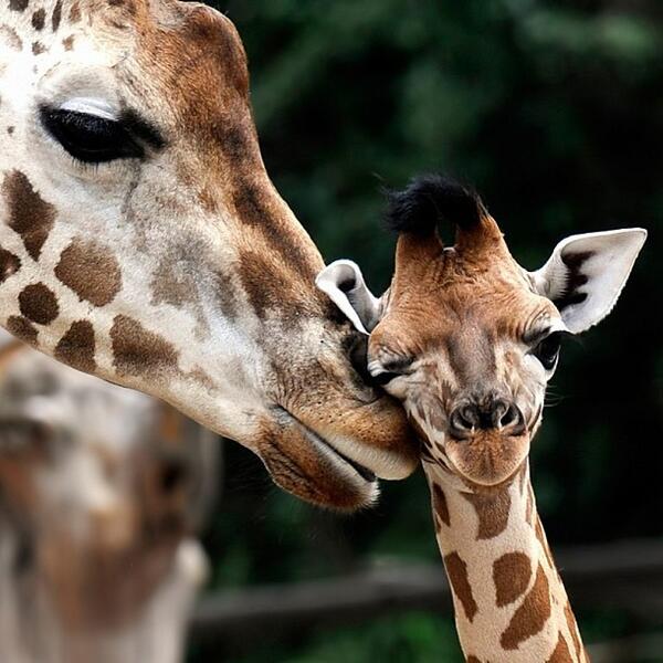 Motherhood: All love begins and ends there!!
R. Browning
#quote #momife #parenting