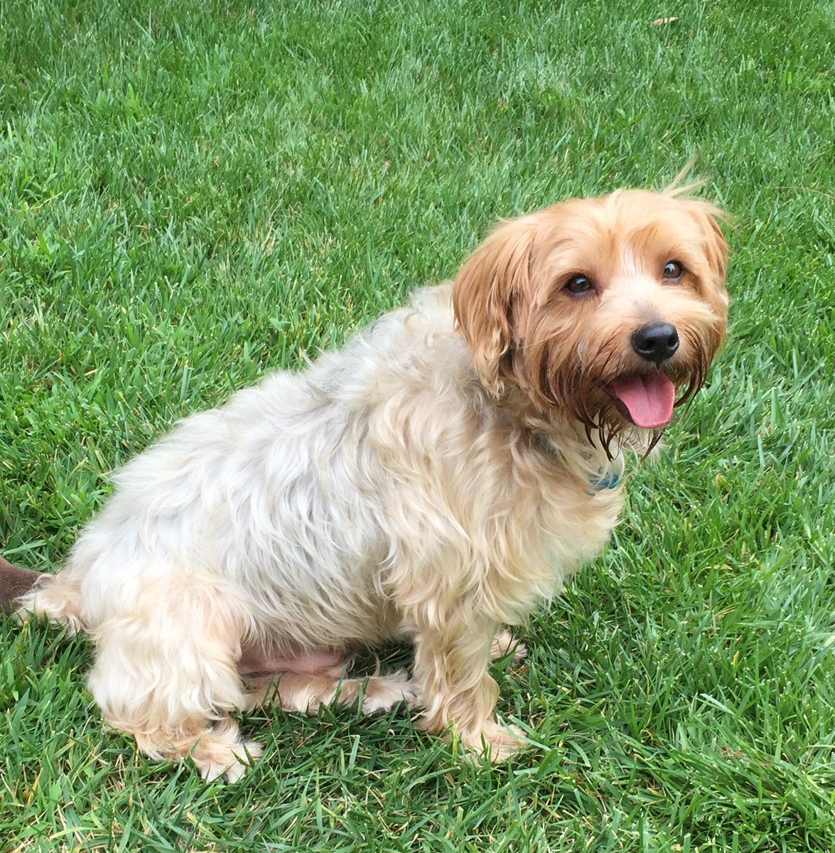 Bellyscratched's tweet photo. Welcoming TY to the SMB family today ❤️ #rescuelove #scratchmybellydogrescue #yorkiemix #happyboy #yorkieofinstagram https://t.co/0R5HId840Q