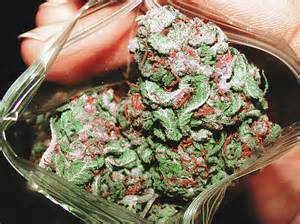 420cannabisseed tweet picture