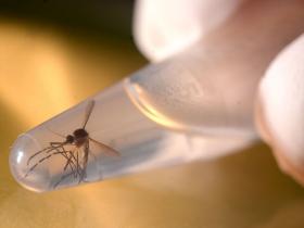 UtopiTrade's tweet photo. Zika may be spread through tears on @theindependent https://t.co/DPmPMcOWBU https://t.co/qpshON4C0B