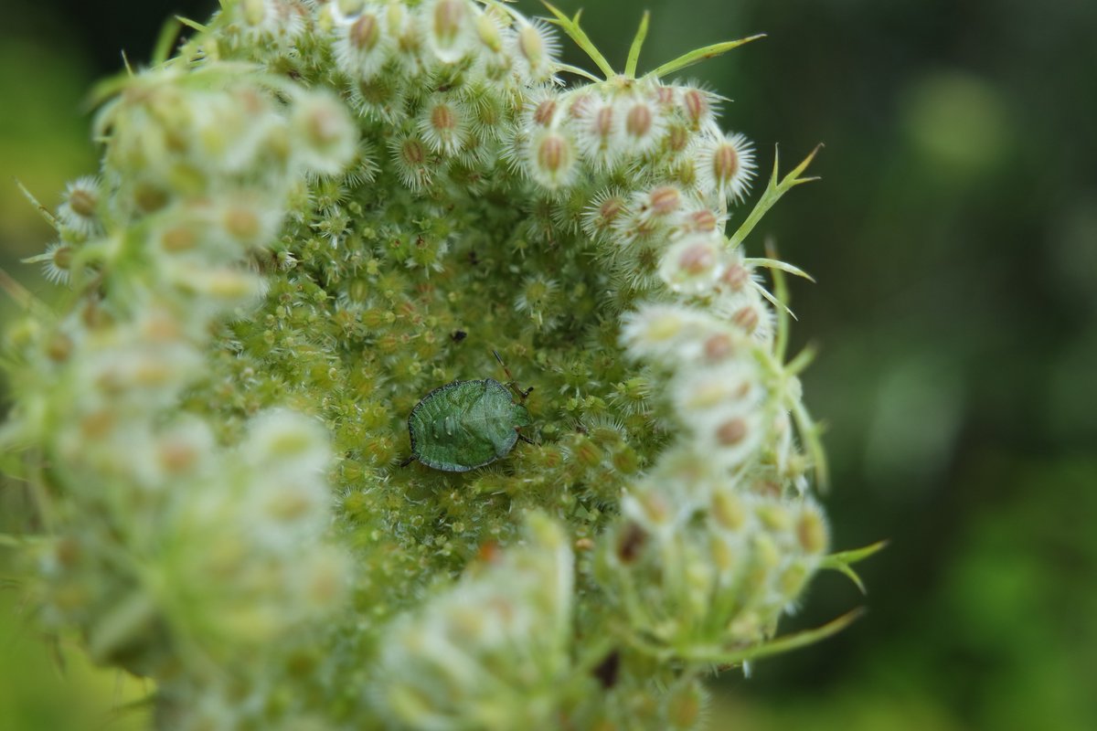 ipepping's tweet photo. Microlife in Cornwall: Green shield bug aka Palomino Prasina in Spiral Garden #edenphotocomp #photo2of3 #symbiosis https://t.co/4q8SlDkPji