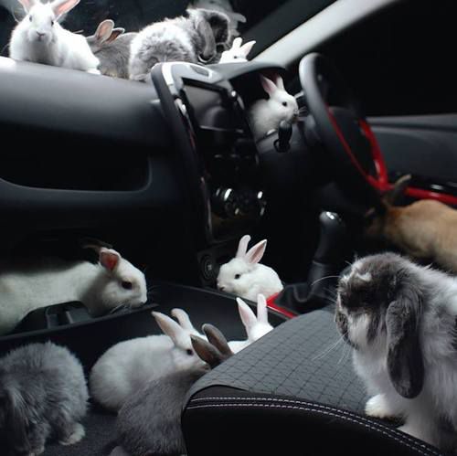 DoseofAnimals's tweet photo. Bunny Invasion! https://t.co/203XMb8qFA