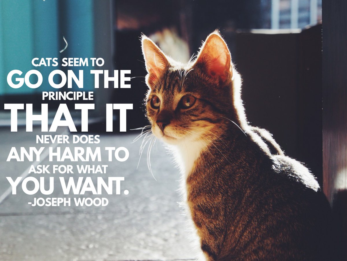 TX_HomelessPets's tweet photo. Now there's a lesson from #cats that we could take to heart! https://t.co/bDVQocWWxQ