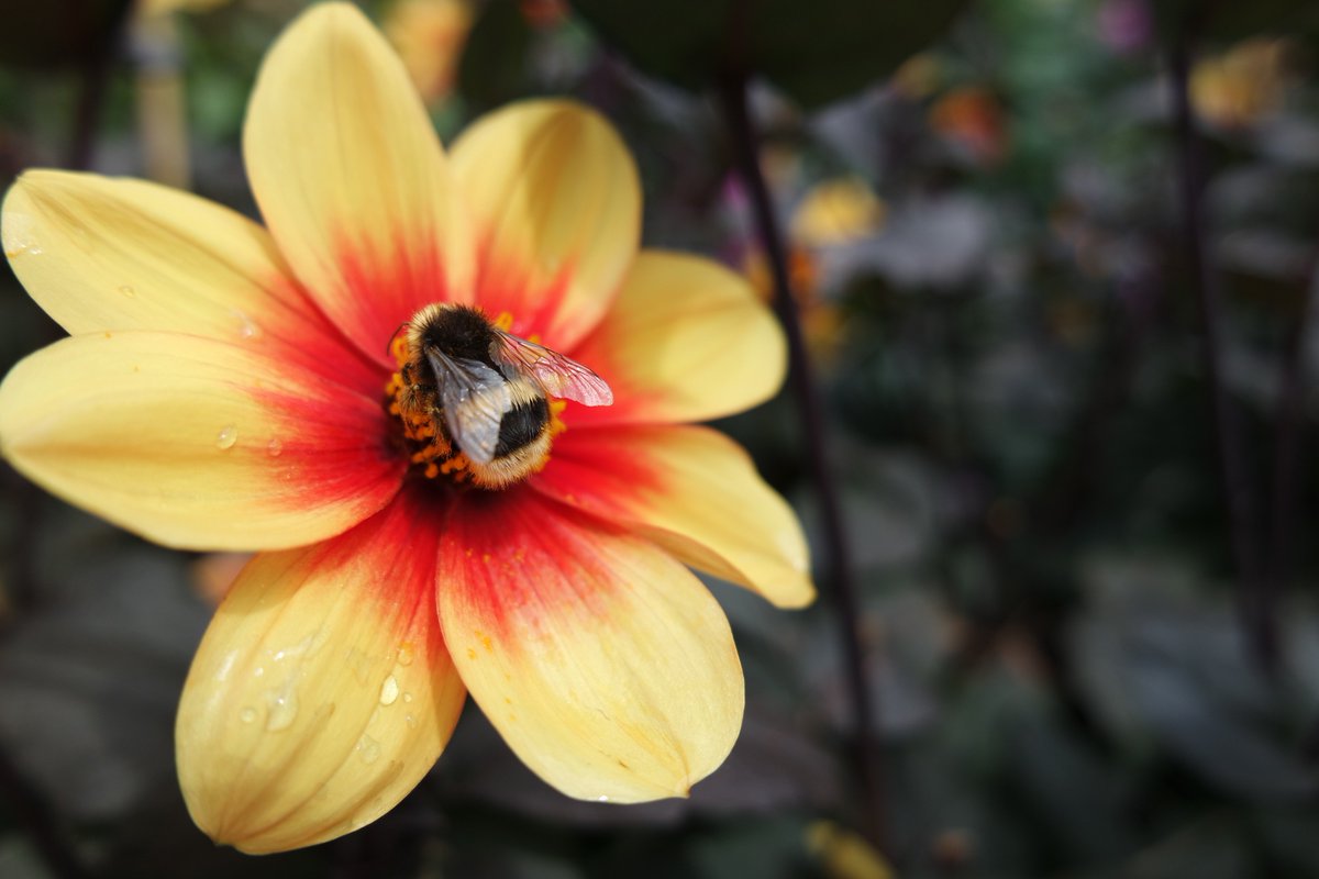 ipepping's tweet photo. Microlife in Cornwall: bumble bee sucking pollen from a Dahlia 'Moonfire'. #edenphotocomp #photo3of3 #symbiosis https://t.co/ff3zfQ9dvf