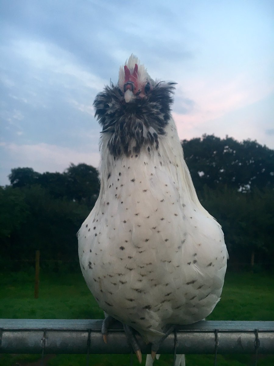 NagsHeadFarm's tweet photo. Sorry I'm late I've been talking to Hedwig before putting him to bed #chickenhour #owlbeard https://t.co/AND3otJbqu
