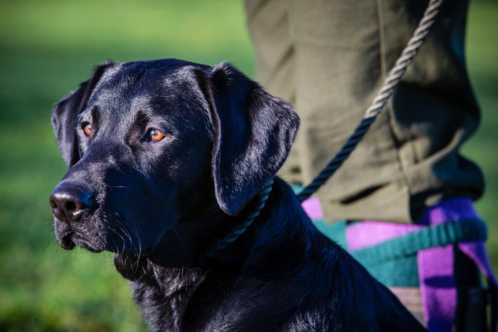 TheSportingPic's tweet photo. @urbangundog please mention to your pals about having their shoots photographed this season. ;-)  #fieldsports https://t.co/Fxd385aepK