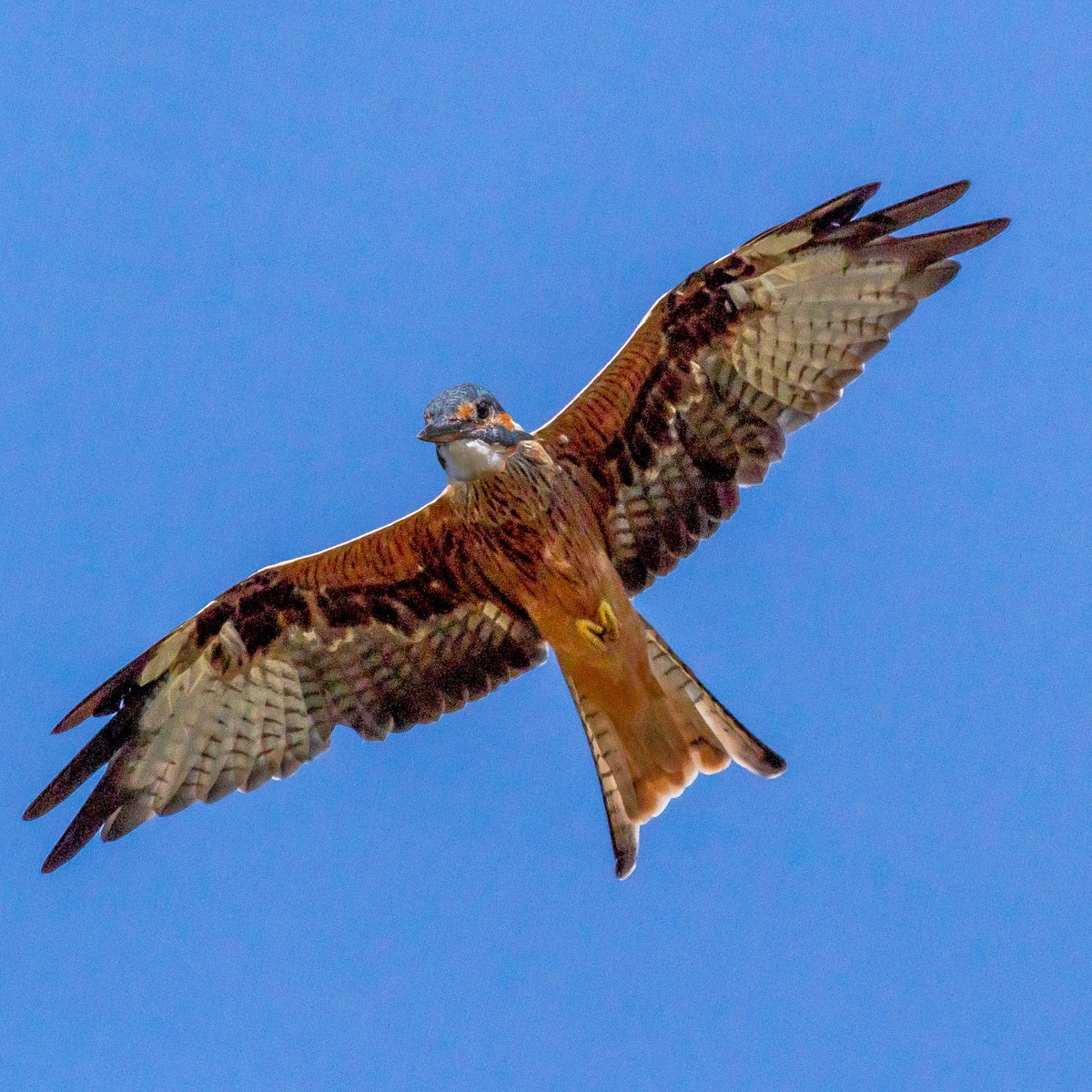 DKoeFoto's tweet photo. Eismilan / alcedo milvus / kingfisher kite https://t.co/0XCaRt0mHP