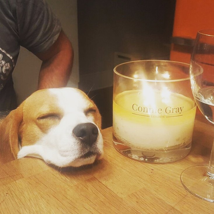charleyswoof's tweet photo. Helping dad relax after a couple of weeks of trade shows with @ConnieGrayLDN #candles at #topdraweraw16 #autumnfair https://t.co/k66iaCWJiM