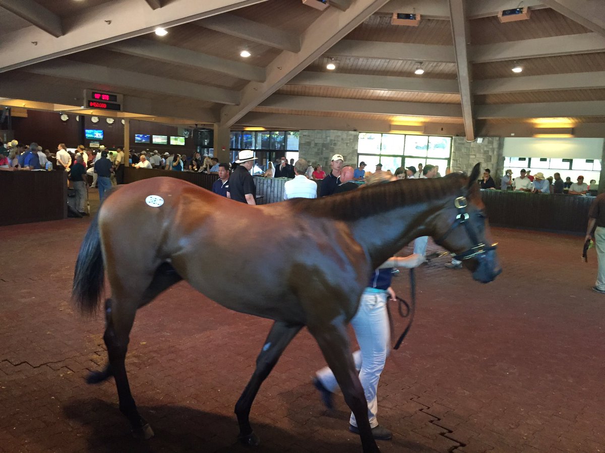 BritneyEurton's tweet photo. Hip 383, second foal o/o Champion Havre de Grace getting a lot of looks and press before she goes through the ring https://t.co/7j6ljit1fg