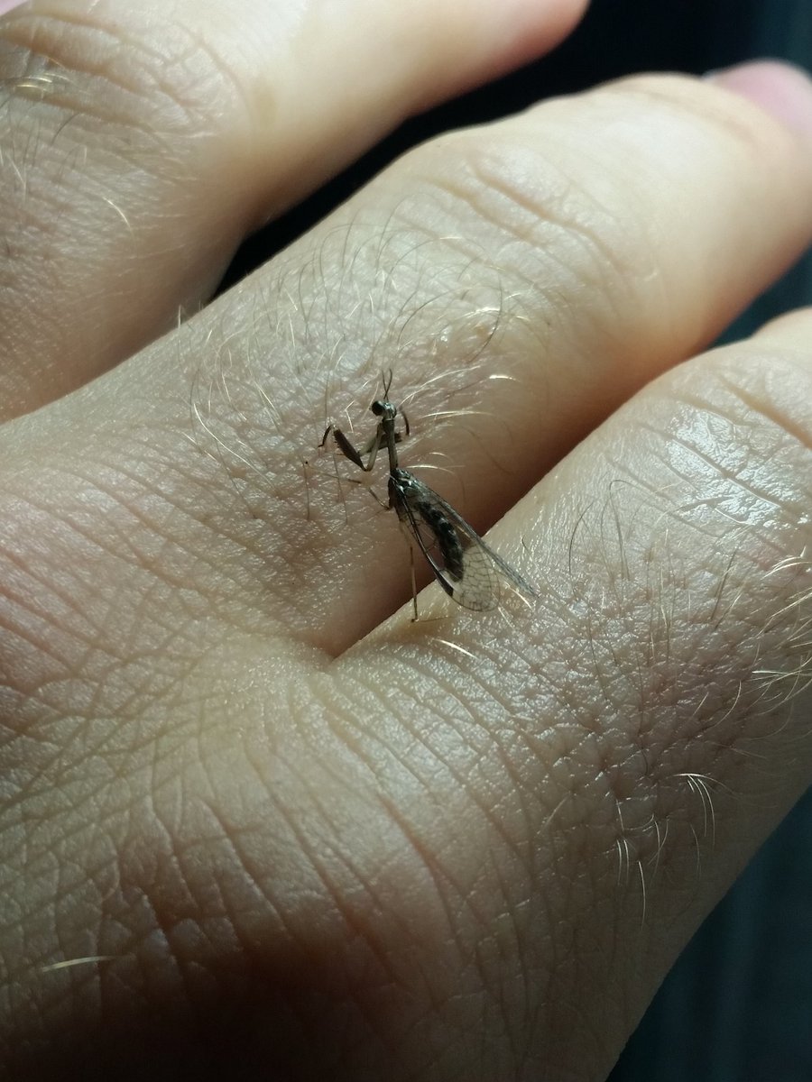 Uroplatus_phan's tweet image. A #mantidfly (Dicromantispa interrupta?) at a light in SE Ohio. #insect #Neuroptera.
