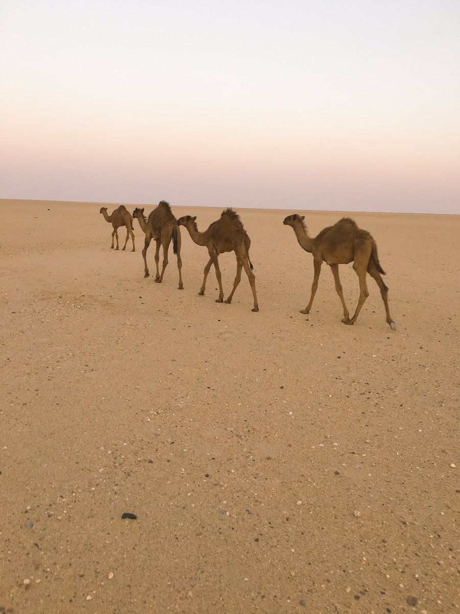 moo8_a's tweet photo. من عقب م كنا ، وكنا ، وكنا 
  صرنا نسولف بس خلف الكواليس
  نقرا قصايد بعضنا وأنتمنا ،، 
قراب ، لاكن من بعضنا مفاليس https://t.co/N7yuuxP9uz