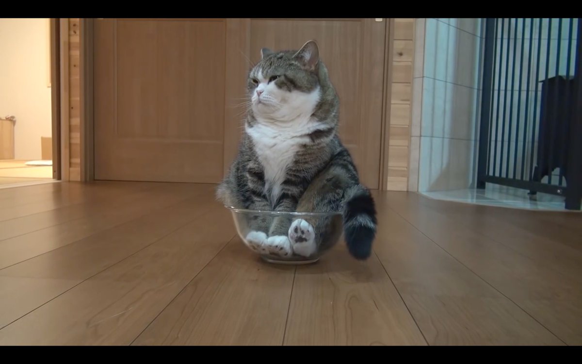 PiersRae's tweet photo. sorry guys can't tweet today, I'm just so into Maru right now https://t.co/rEekf4gRR4