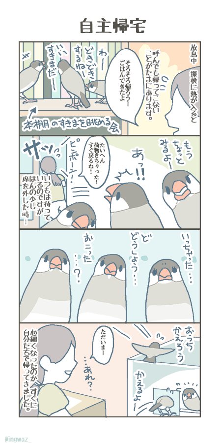 自主帰宅。 #buncho #javasparrow #文鳥 
