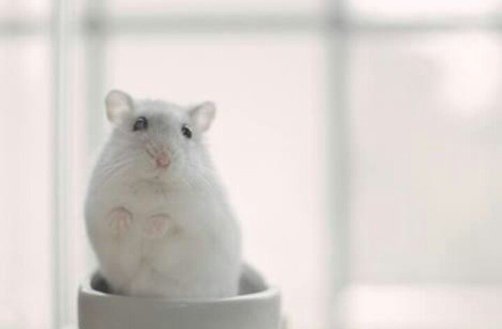 癒しの愛されハムスター Hamster8hamster Twitter 癒しの愛されハムスター Hamster8hamster Twitter