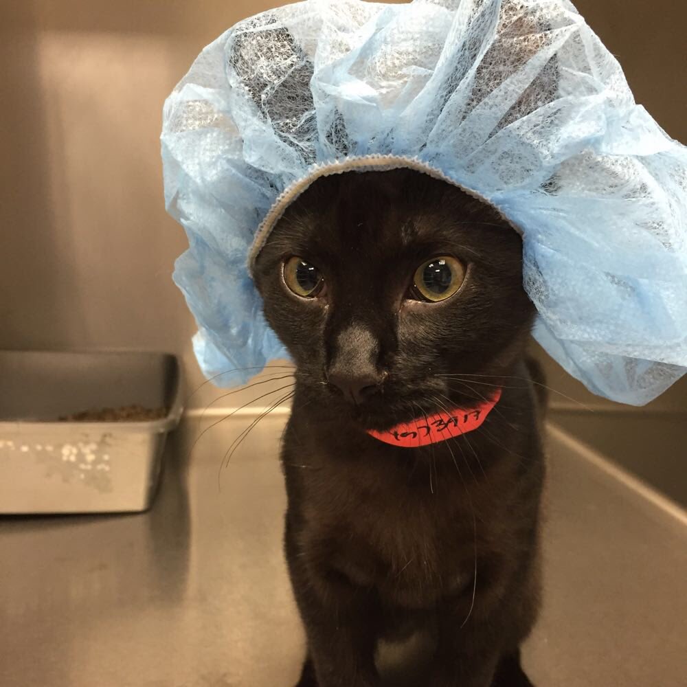 Playing_Dad's tweet photo. Wife: Did you research this surgeon?
Me: It's fine
Wife: I'm not getting a good feeling
Dr Fluffykins: Good morning https://t.co/QYnZWe6UIA