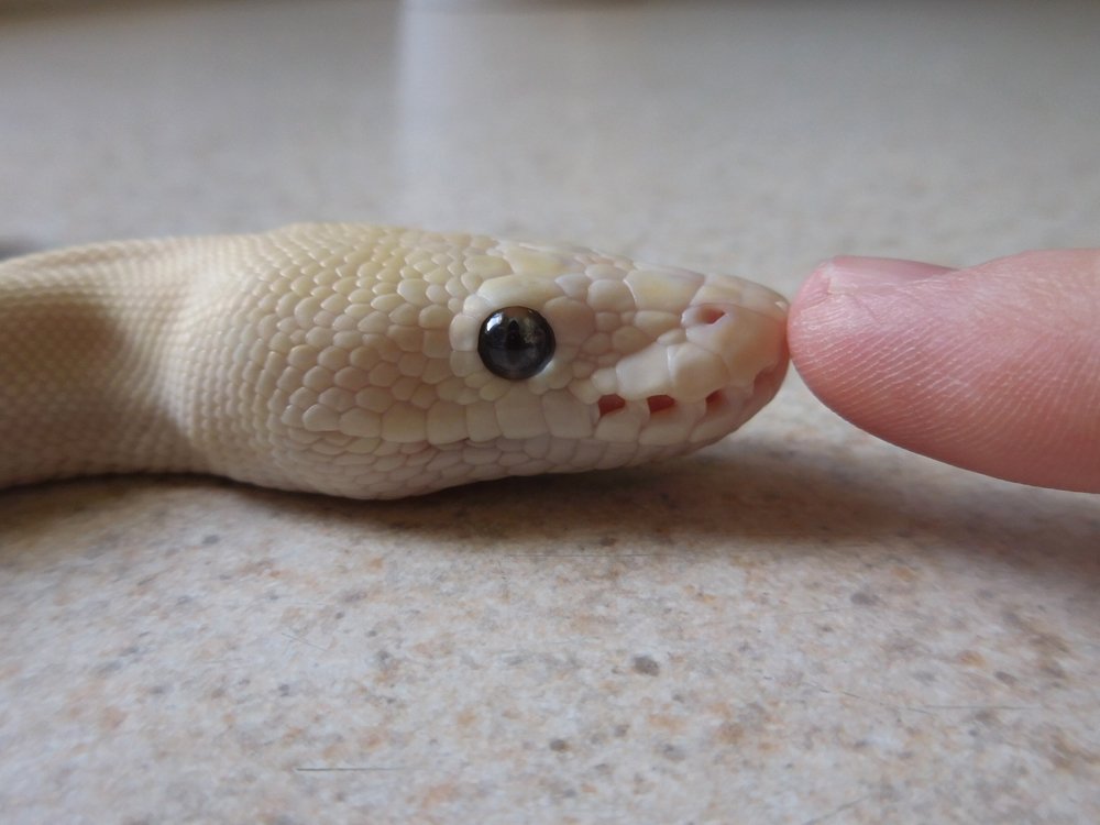 BratSnake's tweet photo. https://t.co/ttlM3UYdAy