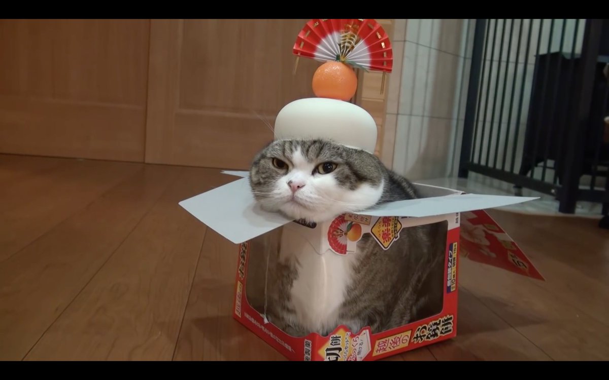 PiersRae's tweet photo. hey everyone, quick update: sorry to say today's tweets have all been postponed 'til tomorrow due to Maru influx https://t.co/LjUO1I9esD