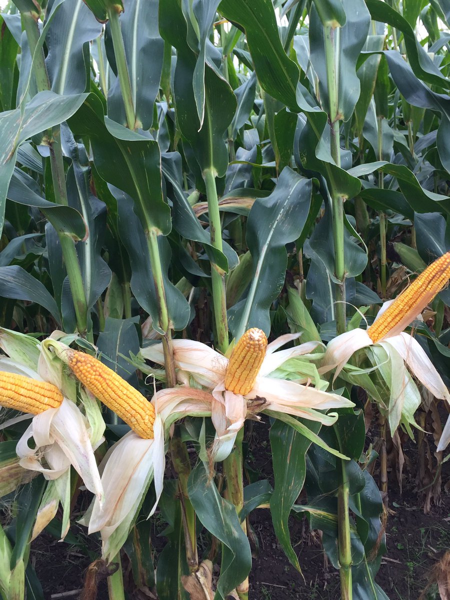 KenSchaus's tweet photo. @Maizex silage corn at Walkerton #Ontag
Very little rain this summer 
Big tonnage https://t.co/hiRtwEzaZD