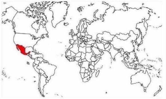 RoiBriones's tweet photo. Países donde la frase "Que la boca se te haga chicharrón" previene una catástrofe espantosa. https://t.co/X9rKMccpfH
