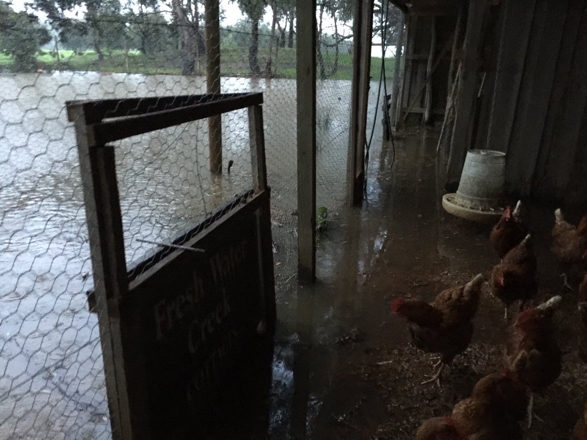 TorquayR's tweet photo. 60mls in the rain gauge in just over 36 hours! Freerange chooks feeling like caged chooks. https://t.co/mt5BySEDf0 https://t.co/UbfqUgBtki