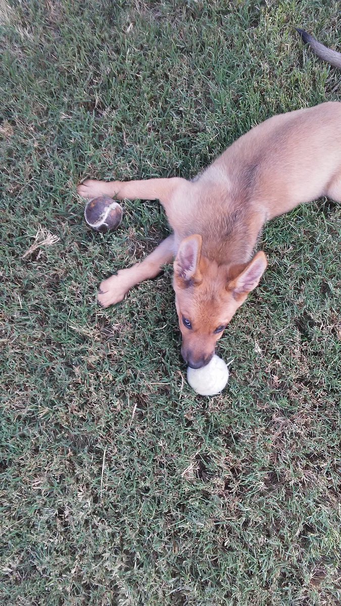 CDP 🐗⚾👏 tweet media