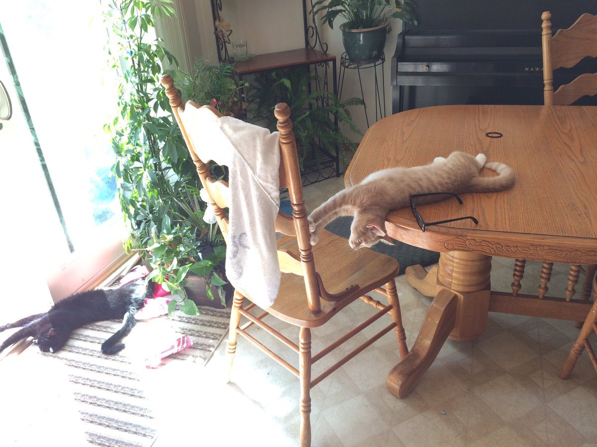 KittyGracey's tweet photo. Cat yoga https://t.co/MZaIUBEoyV