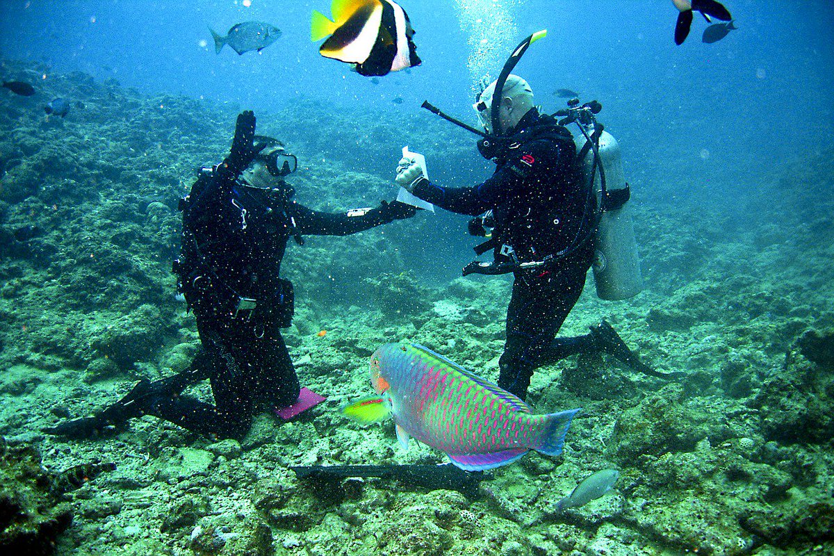 seekyourtrips's tweet photo. The Best Countries to Start a Scuba Diving Business
https://t.co/F4Jy0VQK42 https://t.co/T6O17EFnmN